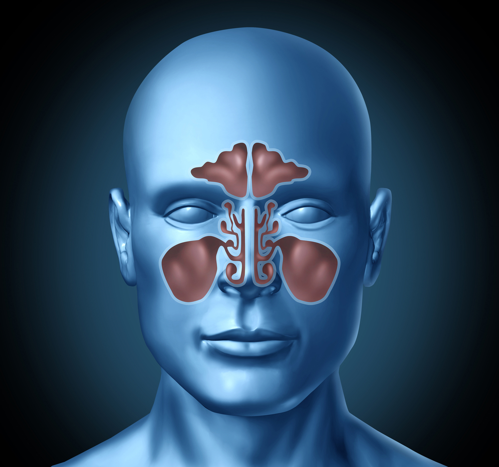 What Are Sinuses?